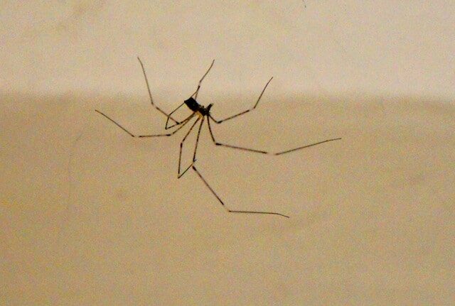 bugs-in-bali-1-9611260