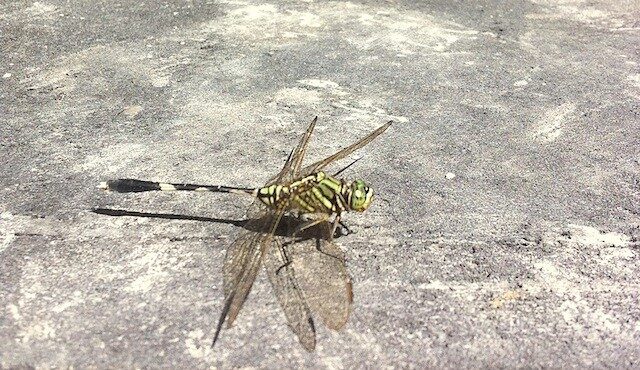 bugs-in-bali-2-1904659