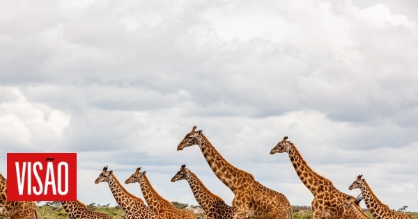 Kako su žirafe dobile tako dug vrat? Novo otkriće moglo bi riješiti zagonetku