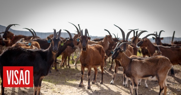 Les troupeaux de la municipalité de Gouveia reviennent de Serra da Estrela le 21 août