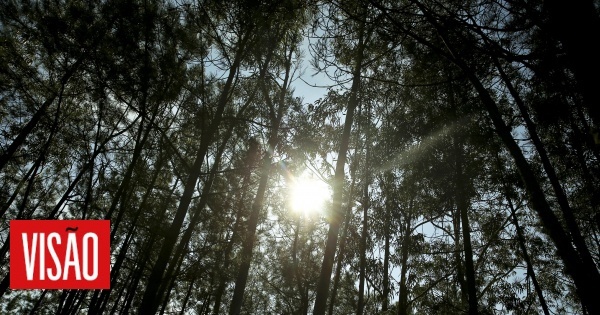 Les propriétaires et les industries veulent planter des eucalyptus en brousse pour réduire les risques