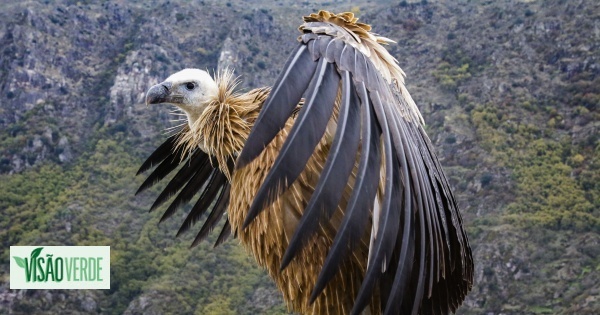 Tejo Internacional concentre 70% de la population de vautours noirs au Portugal