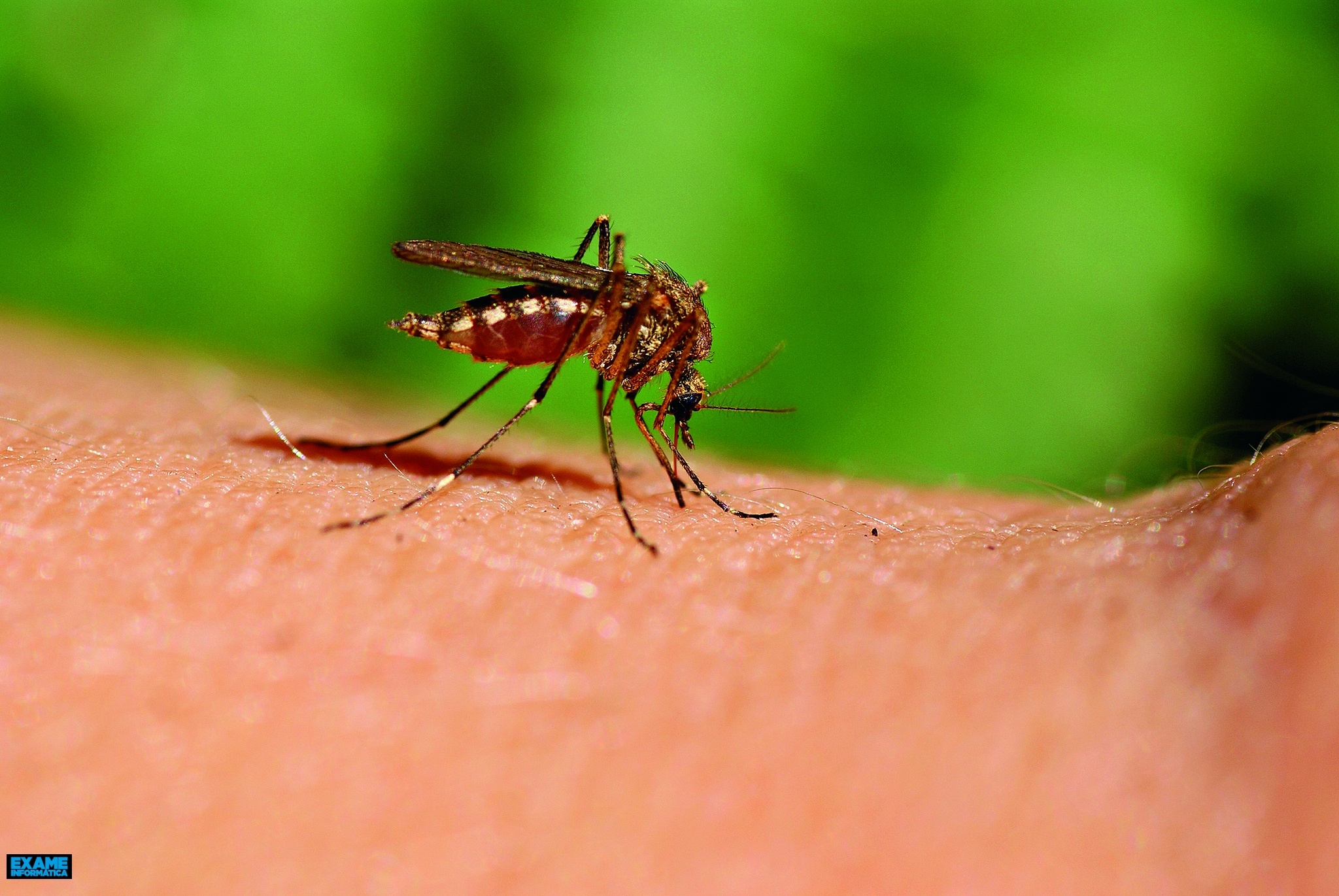 Pourquoi certains humains attirent-ils plus de moustiques que d'autres ?  La dernière explication