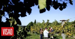 vinho-verde-has-doubled-its-exports-to-russia-despite